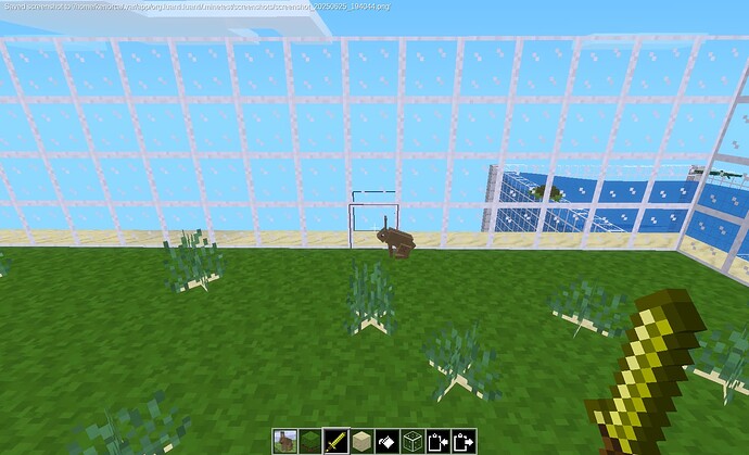 hase